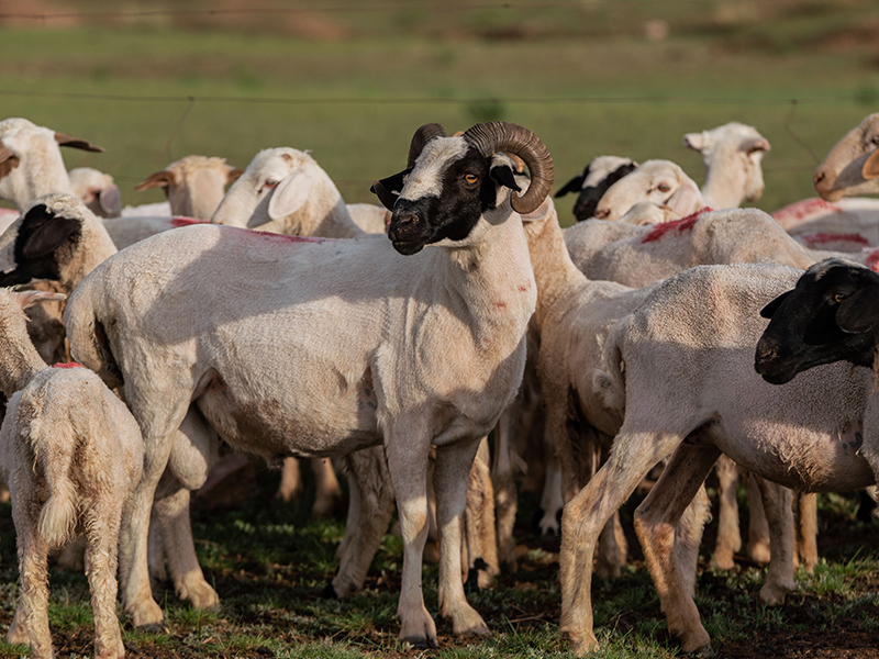 Cashmere sheep herd in natural pasture